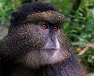 Yapay Zeka ile Hayvanların Yüzü Tanınacak