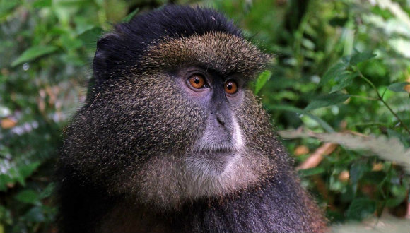 Yapay Zeka ile Hayvanların Yüzü Tanınacak